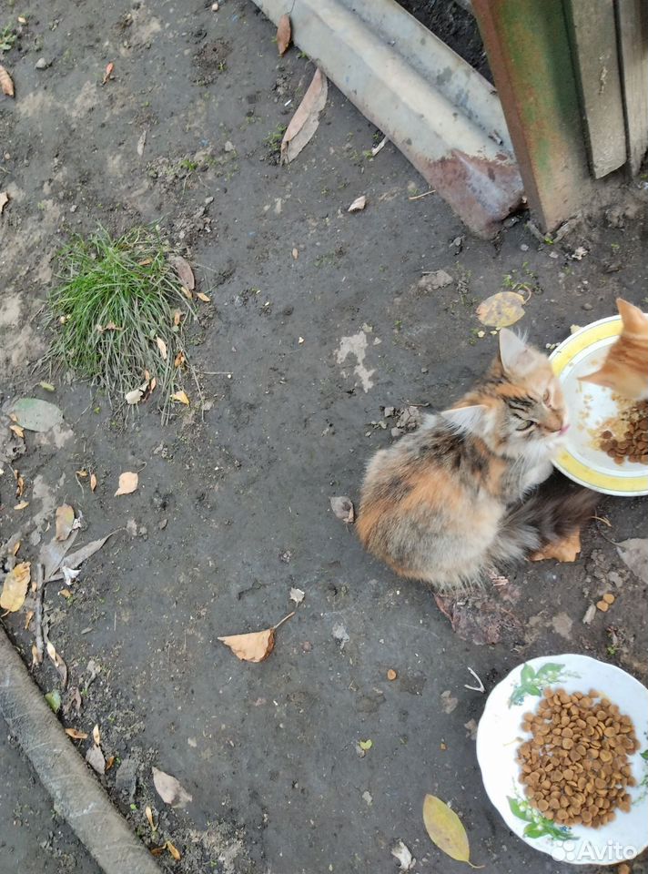 Котёнок в добрые руки, Мелитополь