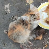 Котёнок в добрые руки, Мелитополь
