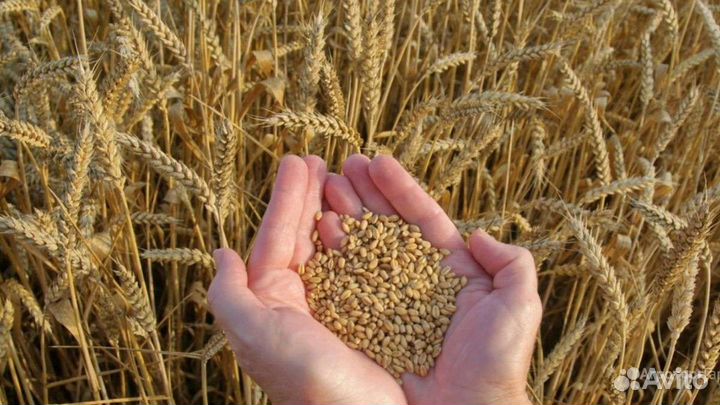 Пшеница