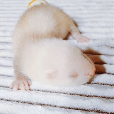 Хорьки - экзотики