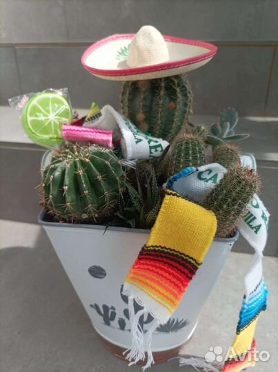 Кактусы и суккуленты, кактус, флорариум