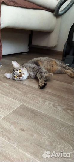 Кошечка-подросток