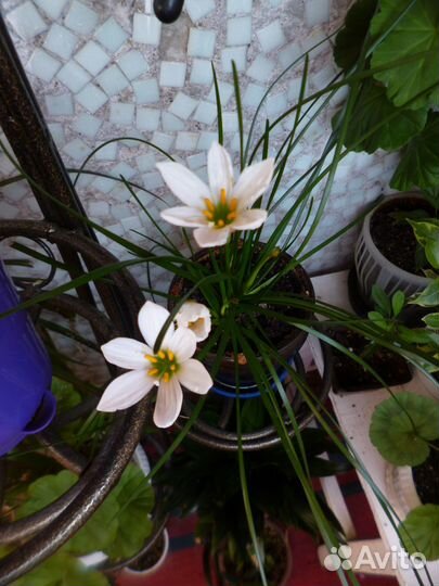 Зефирантес(Выскочка) Белая