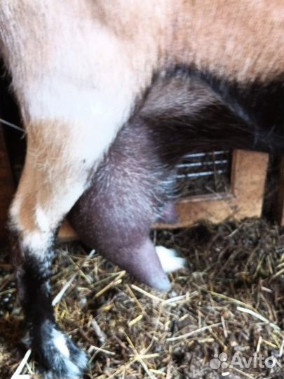 Коза дойная