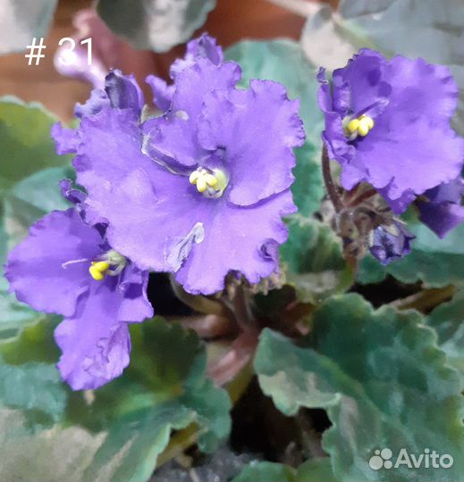 Большой выбор цветущих фиалок