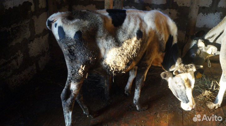 Продам быков