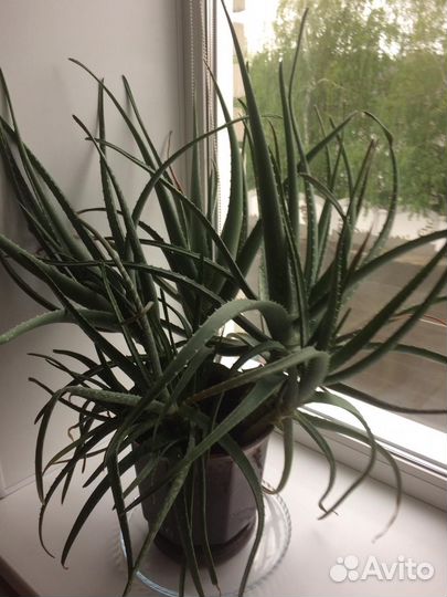 Алое на срез,можно на лекарство