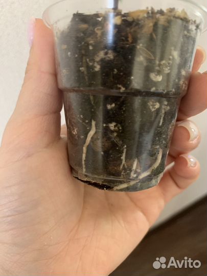 Гибискус купера