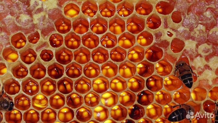 Соты или сотовый мёд
