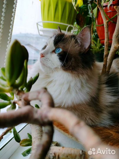 Рэгдолл девочка