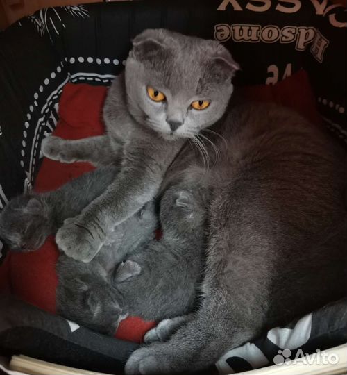 Шотладские котята