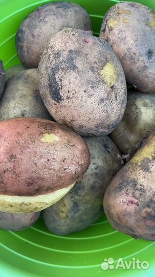 Картофель новый урожай 2024