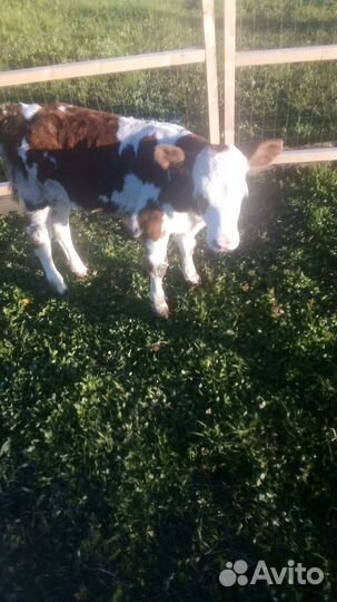 Телки на племя