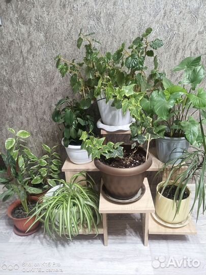 Комнатные цветы