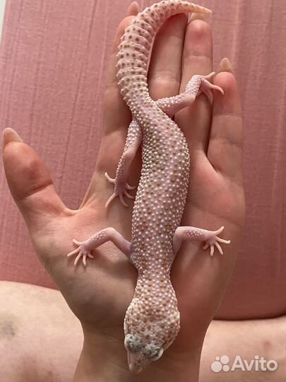 Эублефар самка