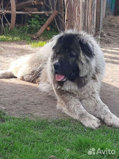 Вязка кавказская овчарка