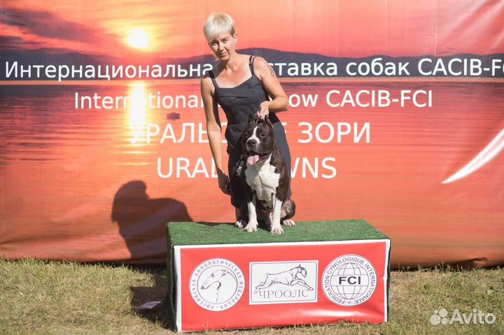 Вязка кобель амстафф