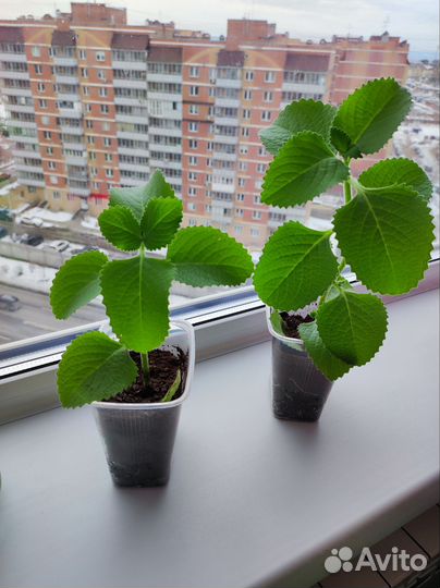 Комнатная мята