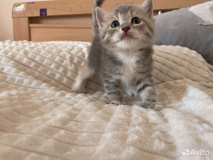 Шотландская вислоухая