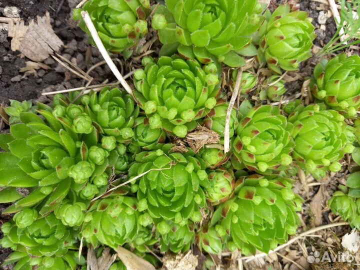 Каменные розы 7 видов