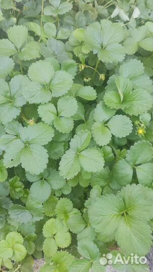 Саженцы клубники Мурано, закрытая корневая система