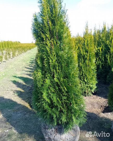 Туя Смарагд для живой изгороди