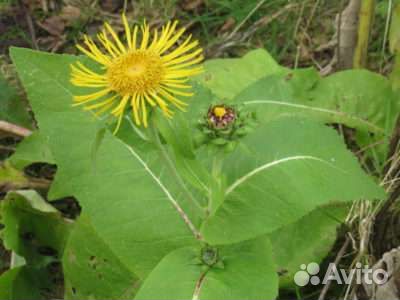 Девясил растение