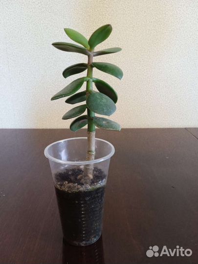 Стапелия, молочай