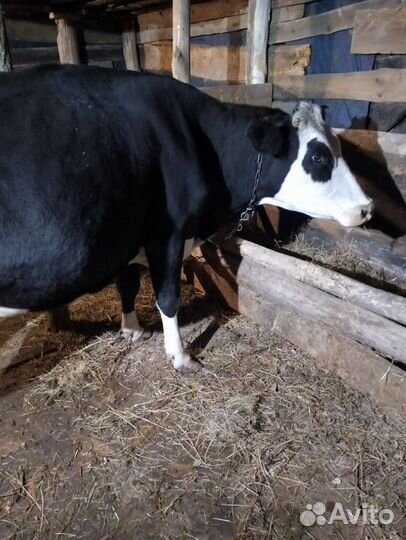 Корова стельная дойная шестой месяц бычок домашний