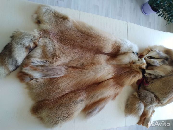 Лисьи шкуры