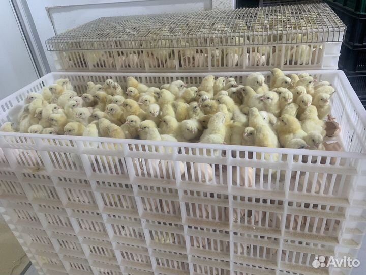 Суточный Бройлер