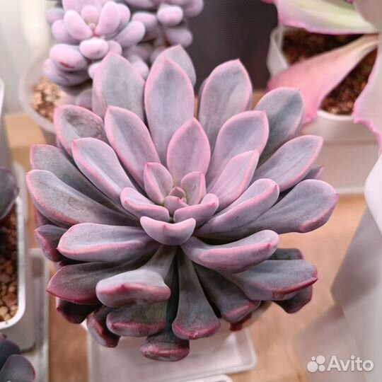 Суккуленты эхеверии 6
