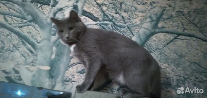 Молодая кошечка