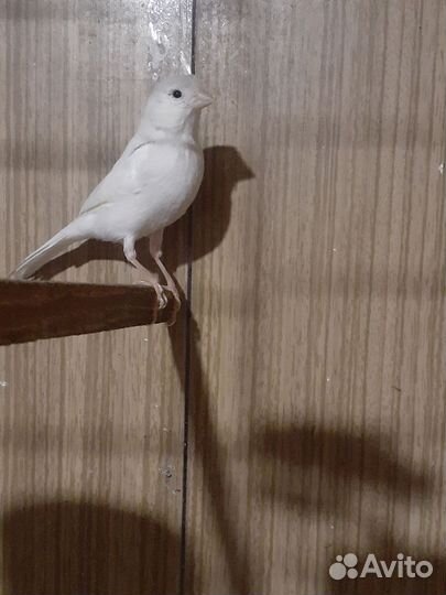 Кенара и канарейки