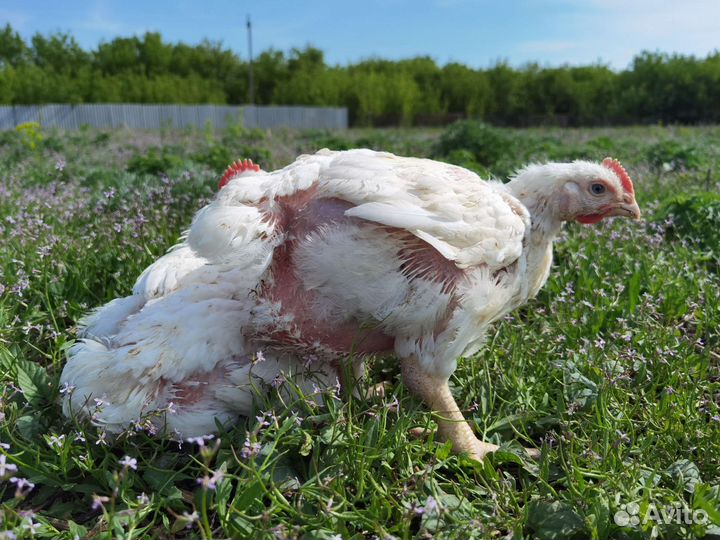 Цыплята бройлерные Арбор Айкрес или Кобб