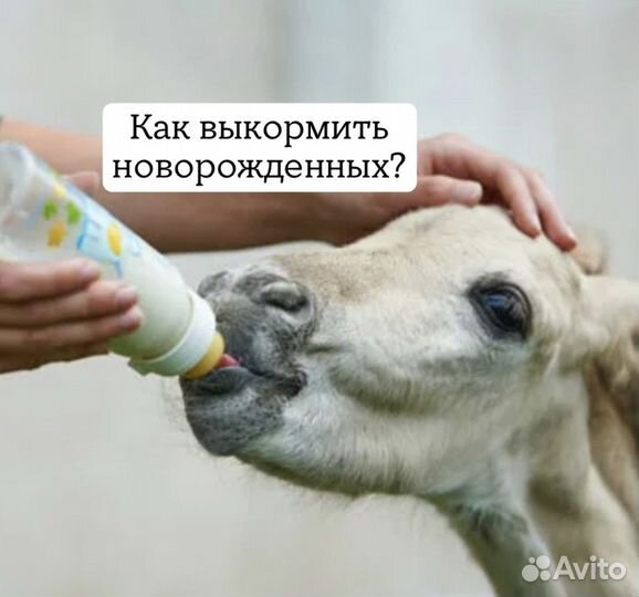 Ветдиетолог