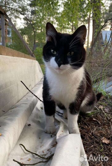 Котики в добрые руки