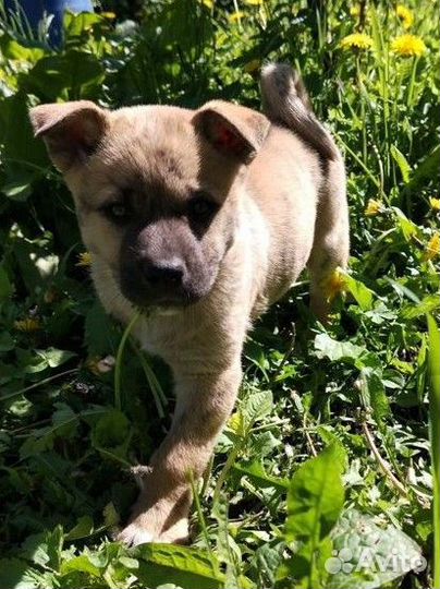 Щенки американской акиты без родословной