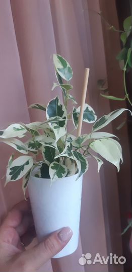 Фикусы твилайт, ирен, барок