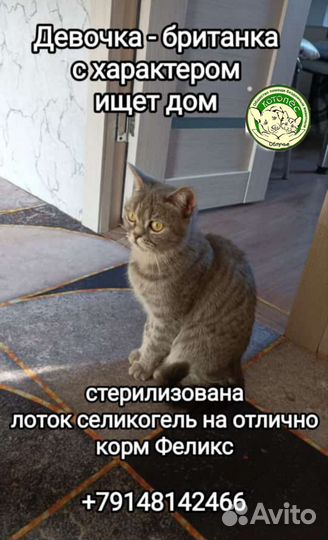 Котята в добрые руки бесплатно
