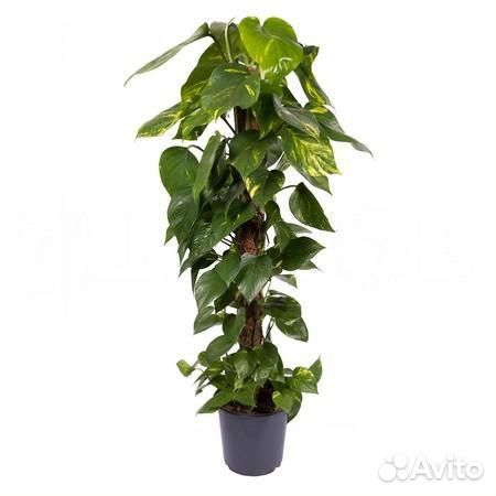 Стильные растения