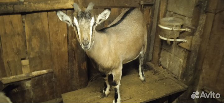 Альпийские и зааненские козы