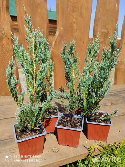 Можжевельник скальный Блю Эрроу саженцы садовые