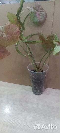 Продам цветок сингониум неон