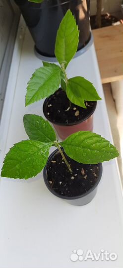 Мушмула саженцы