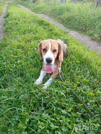 Вязка кобель бигль