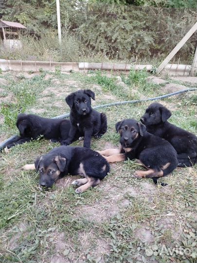 Щенки овчарки отдам бесплатно