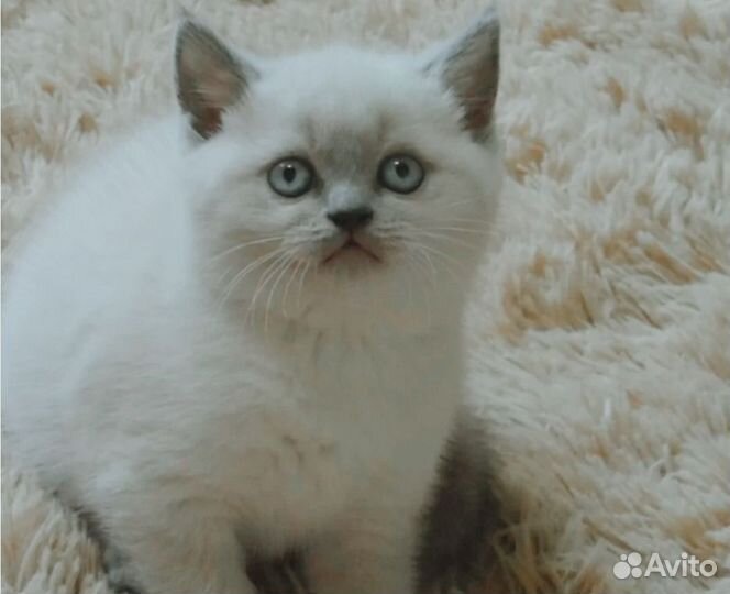 Шотландские котята