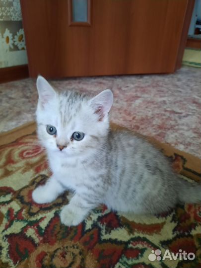 Шотландские котята