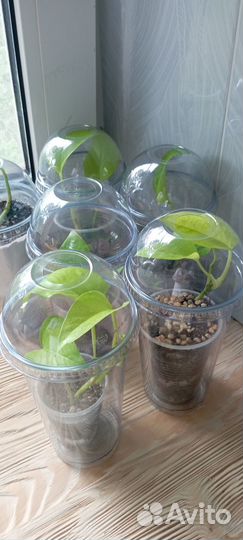 Эпипремнум (сциндапсус) Неон Яркие лианы